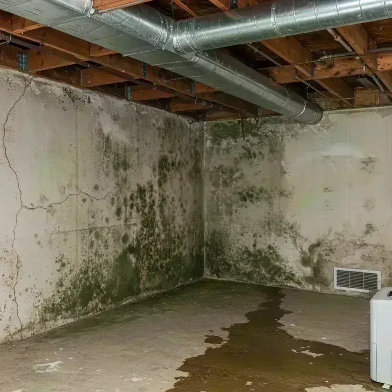 Professional Mold Removal in Rolling Meadows, IL